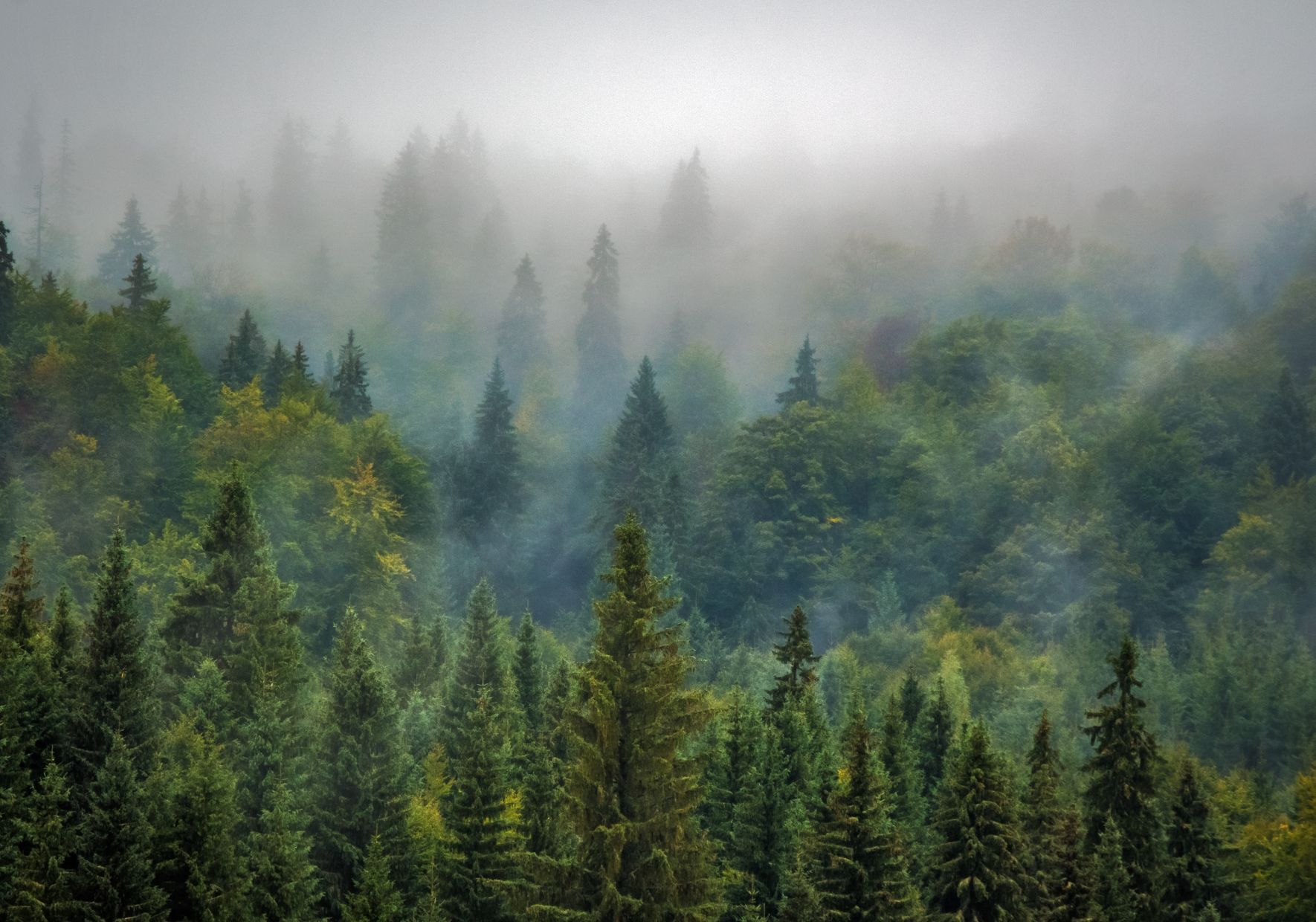 parcs nationaux de France- Cévènes